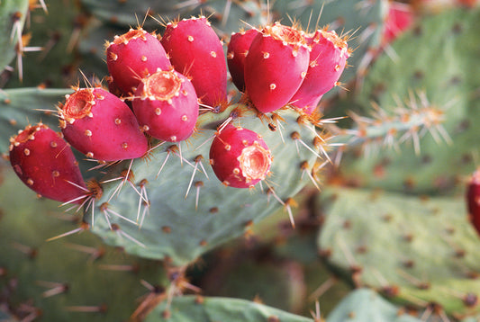 Prickly Pear Seed Oil: A Powerhouse Skincare Ingredient