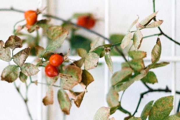 The Magic Of Rosehip Seed Oil